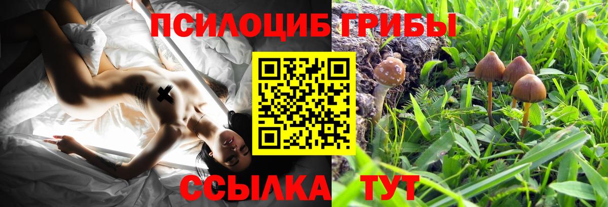 Псилоцибиновые грибы Psilocybe  Псилоцибиновые грибы мухоморы  Вход с VPN  Черкесск 